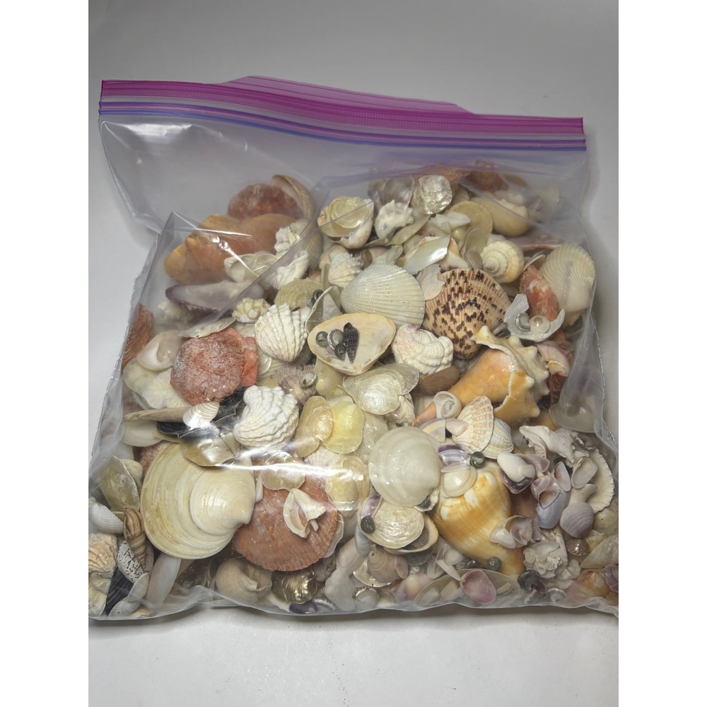 Bulk 3 Lb. Assorted Mixed Beach Seashells Shells Ocean Crafting Collection